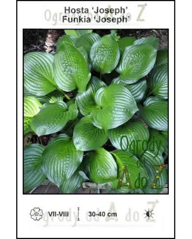 Hosta-Joseph