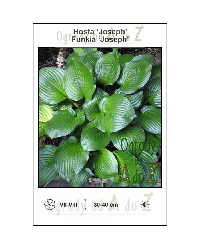 Hosta-Joseph