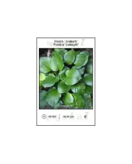 Hosta-Joseph