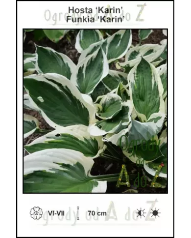 Hosta-Karin