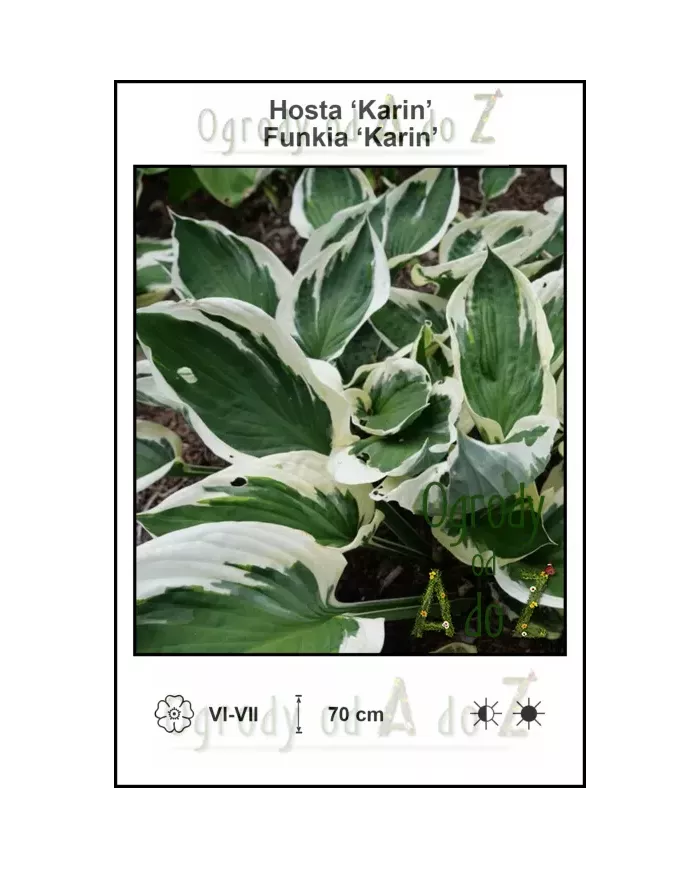 Hosta-Karin