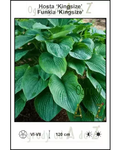 Hosta-Kingsize