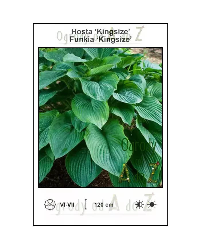 Hosta-Kingsize