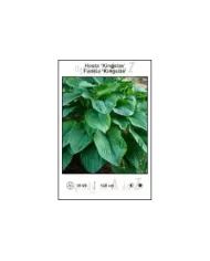 Hosta-Kingsize