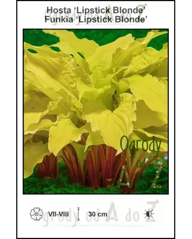Hosta-Lipstick-Blonde