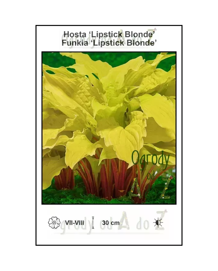 Hosta-Lipstick-Blonde