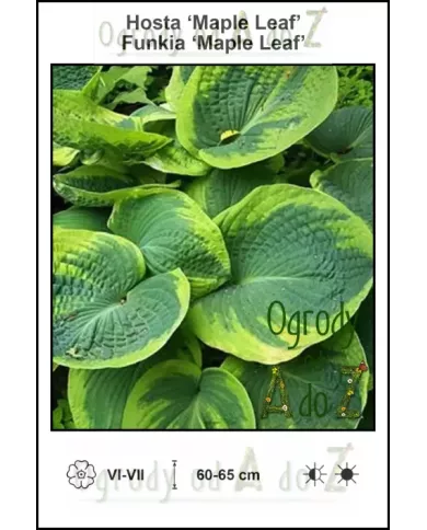 Hosta-Maple-Leaf