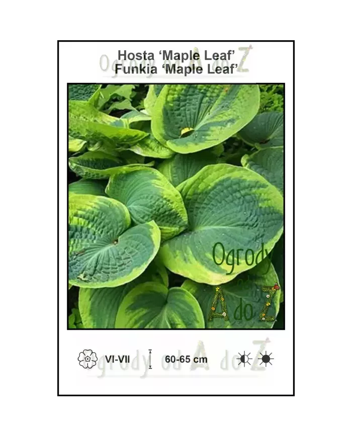 Hosta-Maple-Leaf