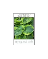 Hosta-Maple-Leaf
