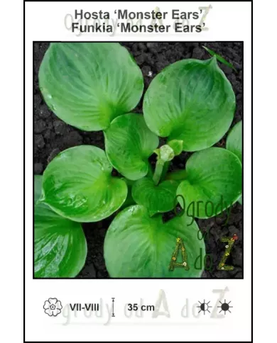 Hosta-Monster-Ears