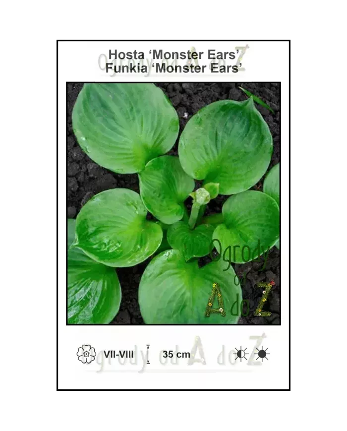 Hosta-Monster-Ears
