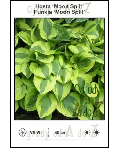 Hosta-Moon-Split