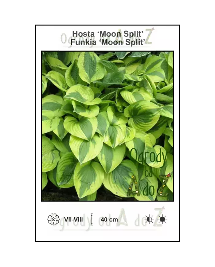 Hosta-Moon-Split