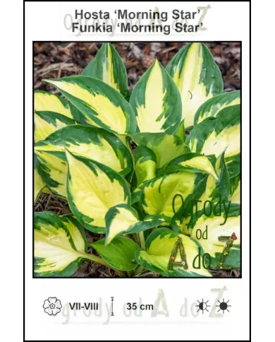 Hosta-Morning-Star