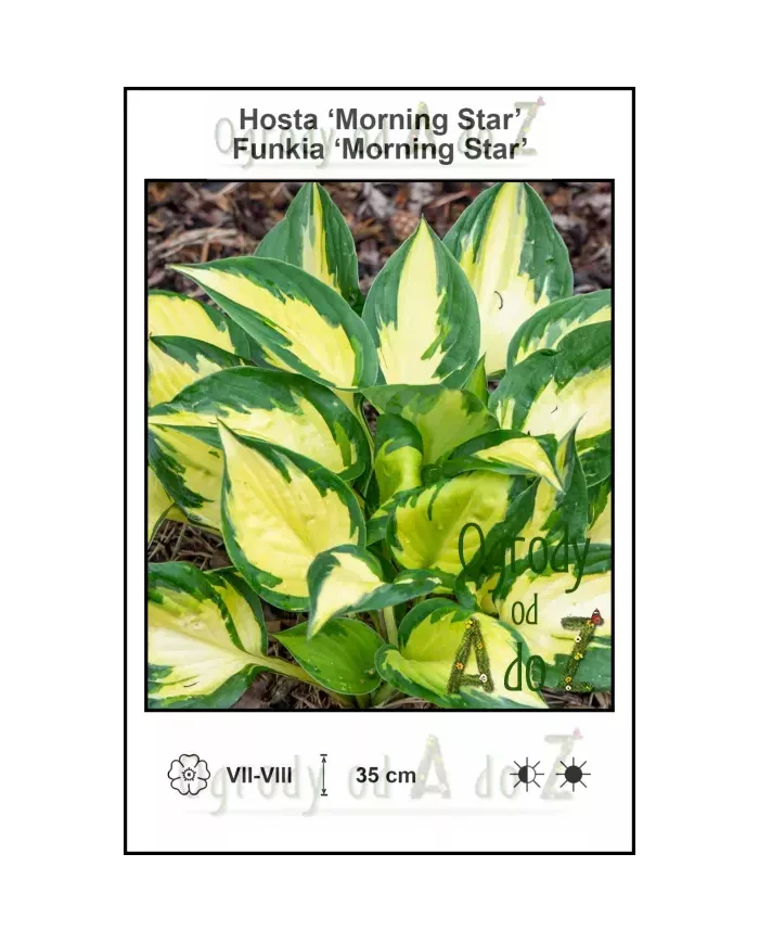 Hosta-Morning-Star