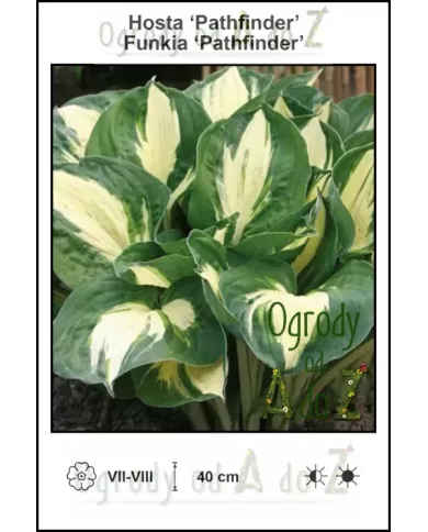 Hosta-Pathfinder