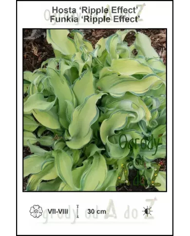 Hosta-Ripple-Effect