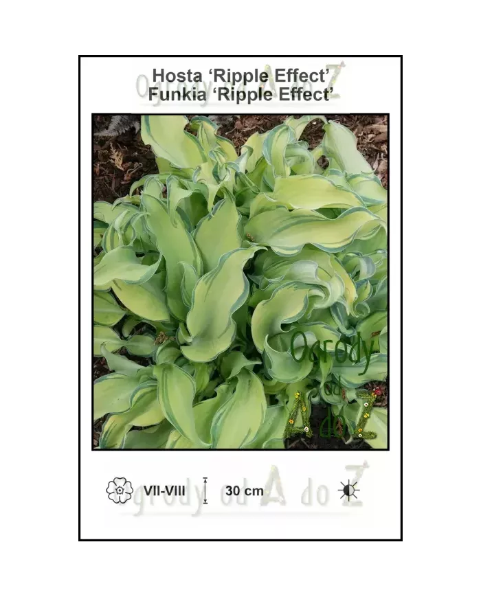 Hosta-Ripple-Effect