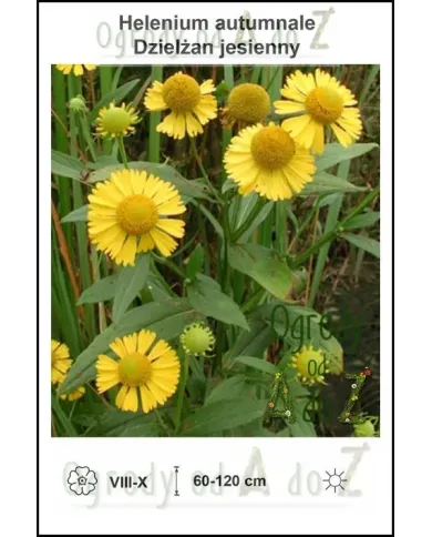 Helenium-autumnale.jpg