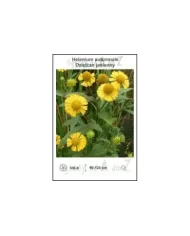 Helenium-autumnale.jpg