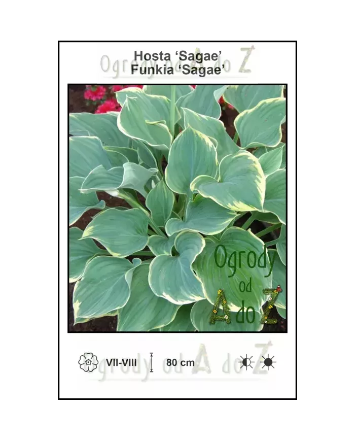 Hosta-Sagae