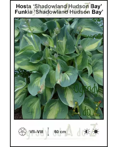 Hosta-Shadowland-Hudson-Bay