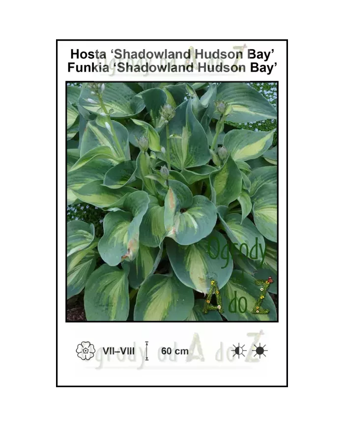 Hosta-Shadowland-Hudson-Bay