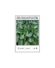 Hosta-Shadowland-Hudson-Bay