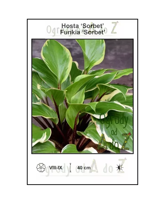 Hosta-Sorbet