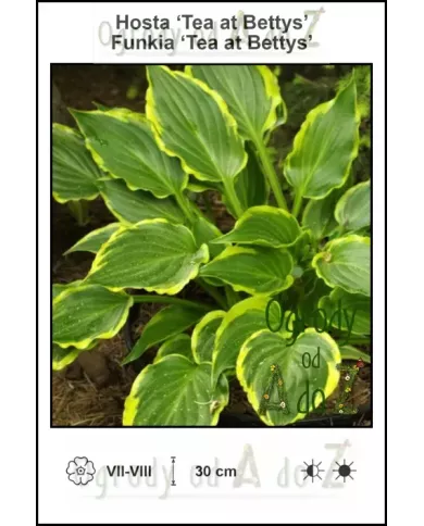 Hosta-Tea-at-Bettys