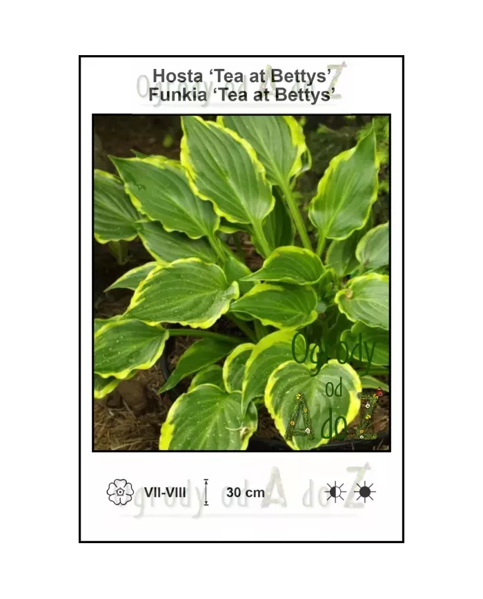 Hosta-Tea-at-Bettys
