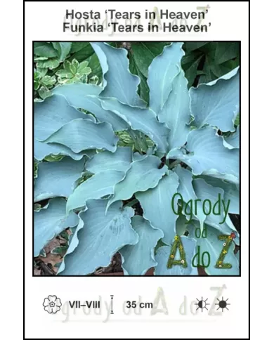 Hosta-Tears-in-Heaven
