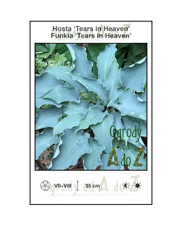 Hosta-Tears-in-Heaven