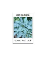 Hosta-Tears-in-Heaven