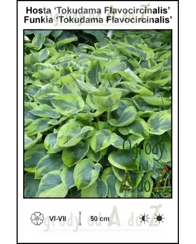 Hosta-Tokudama-Flavocircinalis