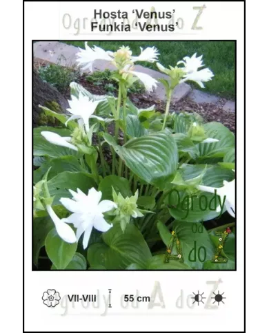 Hosta-Venus