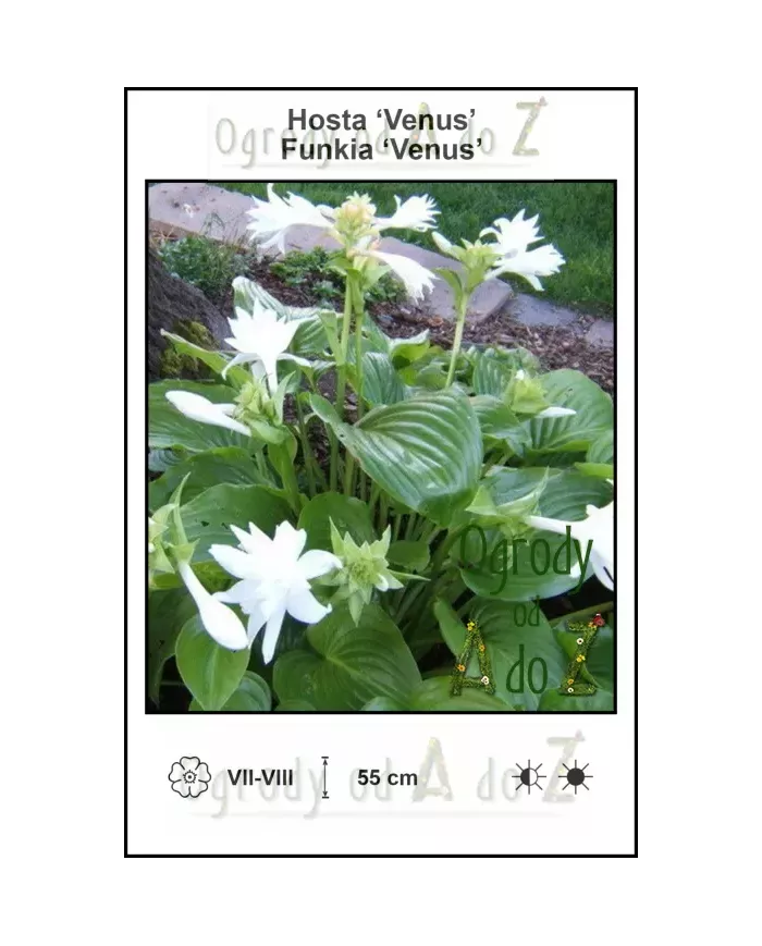 Hosta-Venus
