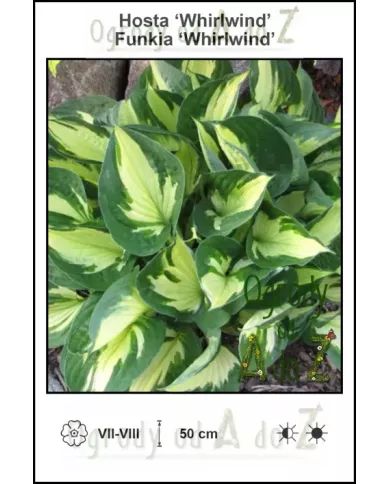 Hosta-Whirlwind