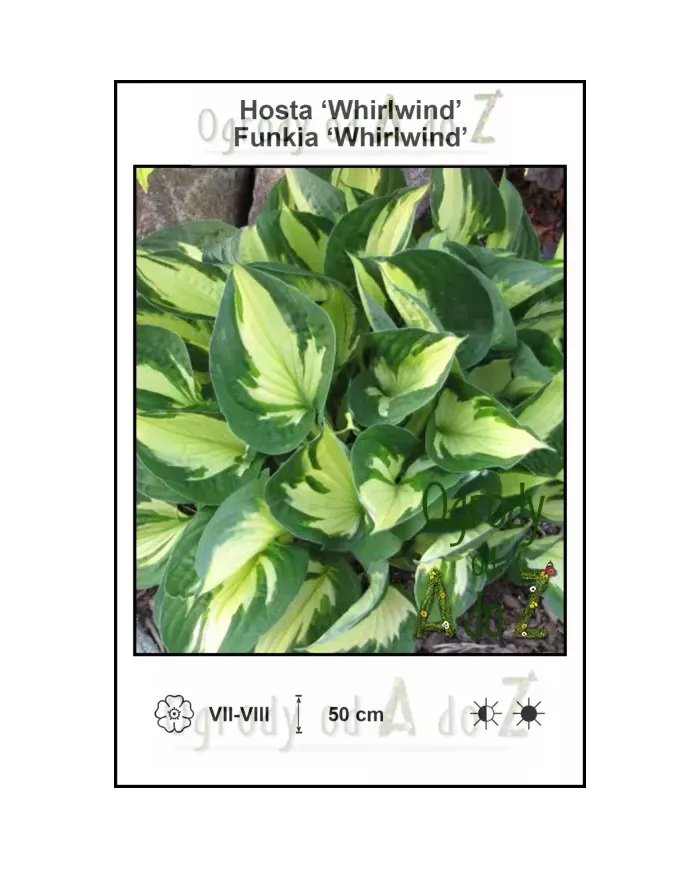 Hosta-Whirlwind