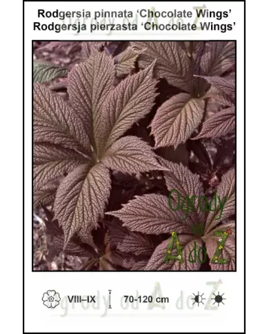 Rodgersia-pinnata-Chocolate-Wings