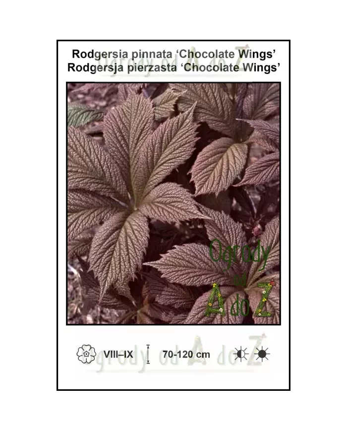 Rodgersia-pinnata-Chocolate-Wings