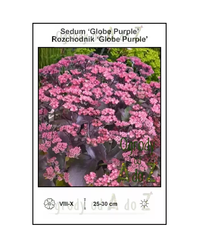 Sedum-Globe-Purple