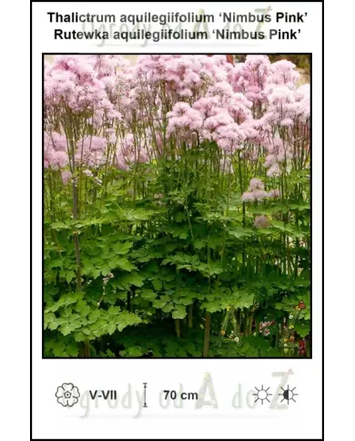 Thalictrum-aquilegiifolium-Nimbus-Pink