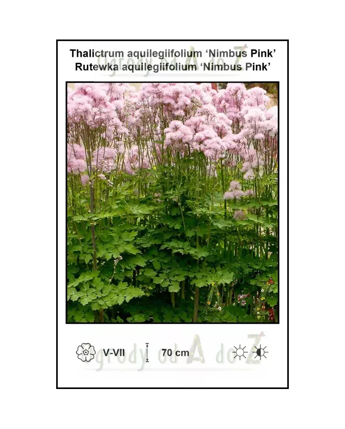 Thalictrum-aquilegiifolium-Nimbus-Pink