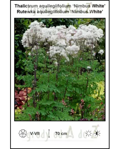 Thalictrum-aquilegiifolium-Nimbus-White