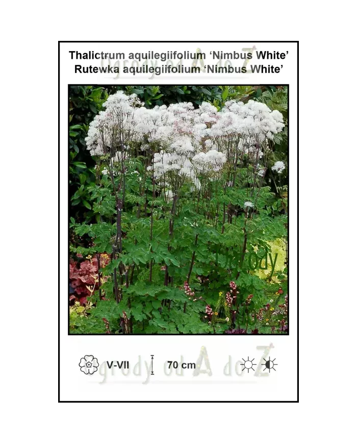 Thalictrum-aquilegiifolium-Nimbus-White
