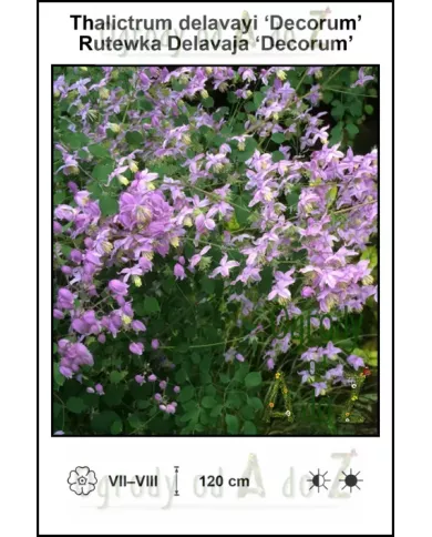 Thalictrum-delavayi-Decorum