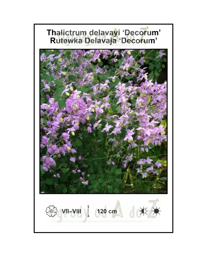 Thalictrum-delavayi-Decorum