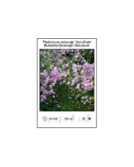 Thalictrum-delavayi-Decorum