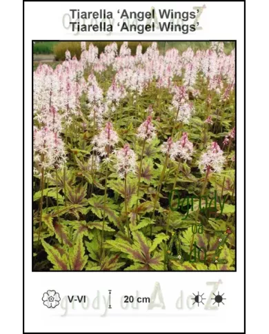 Tiarella-Angel-Wings
